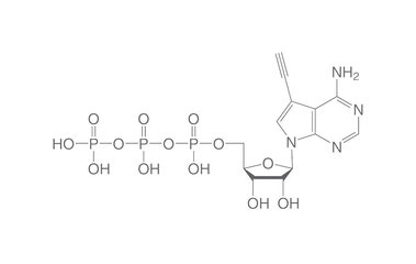 Alkyne-ATP, 10 µl