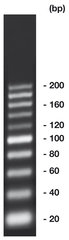 20 bp-DNA-Ladder,, ready-to-use, not pre-dyed, 500 µl, plastic