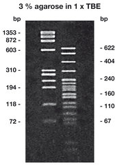 Agarose LM/PCR ROTI®Garose, Low melt, genetic engineering quality, 5 g, plastic