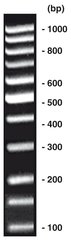 100 bp-DNA-Ladder equalized
