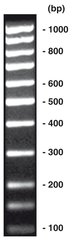 100 bp-DNA-Ladder equimolar, DNA-ladder (lyophil.) + gel loading, 200 µg