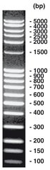 100 bp-DNA-Ladder extended, DNA-ladder (lyophil.) + gel loading, 50 µg, plastic