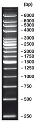 250 bp-DNA-Ladder, DNA-ladder (lyophil.) + gel loading, 50 µg, plastic