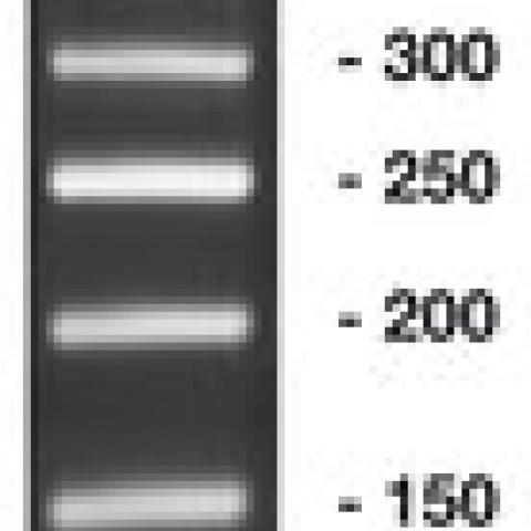 50 bp-DNA-Ladder,, ready-to-use, not pre-dyed, 500 µl, plastic