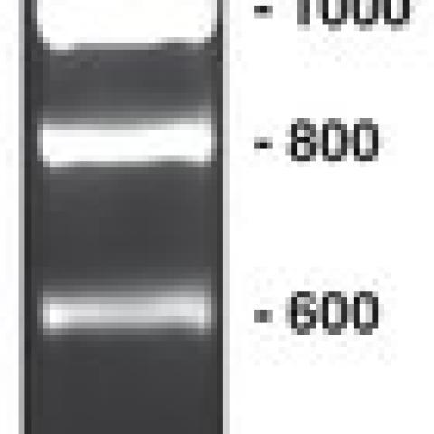 200 bp-DNA-Ladder, ready-to-use, not pre-dyed, 500 µl, plastic