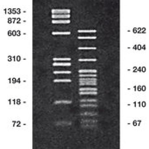 Agarose LM/PCR ROTI®Garose