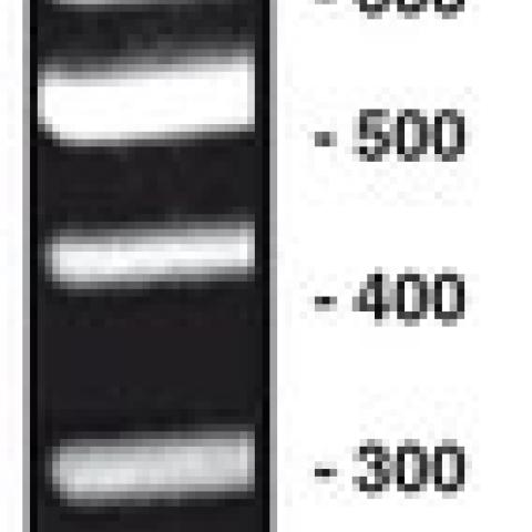 100 bp-DNA-Ladder equalized