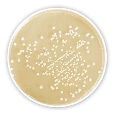 CASO Agar, granulated, Ph.Eur., for microbiology, 500 g, plastic